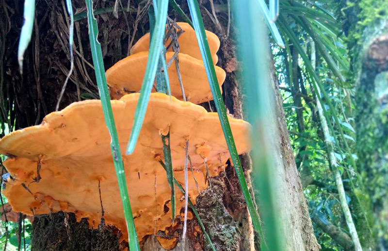Los hongos que crecen en los tallos de los árboles y que se utilizan para hacer diversos preparados.