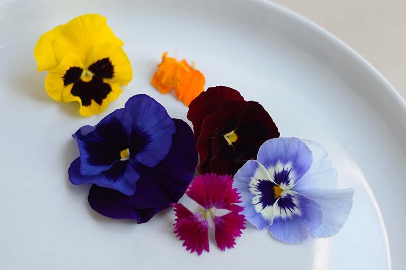 Estas son algunas de las flores cultivadas por la granja ecológica Koeju, ubicada en Itaugá muy conocida por sus cultivos orgánicos.