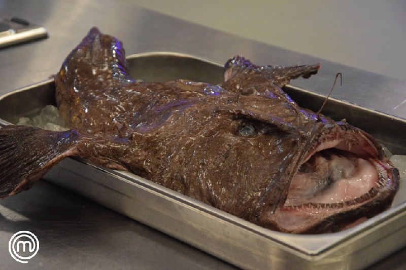 Así de feo es el rape que anoche tuvieron que cocinar los aspirantes a MasterChef Profesionales. Solo en su espinazo o cola tiene carne aprovechable. El Negro Riveros no pudo con él y fue eliminado.